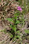 Rose verbena